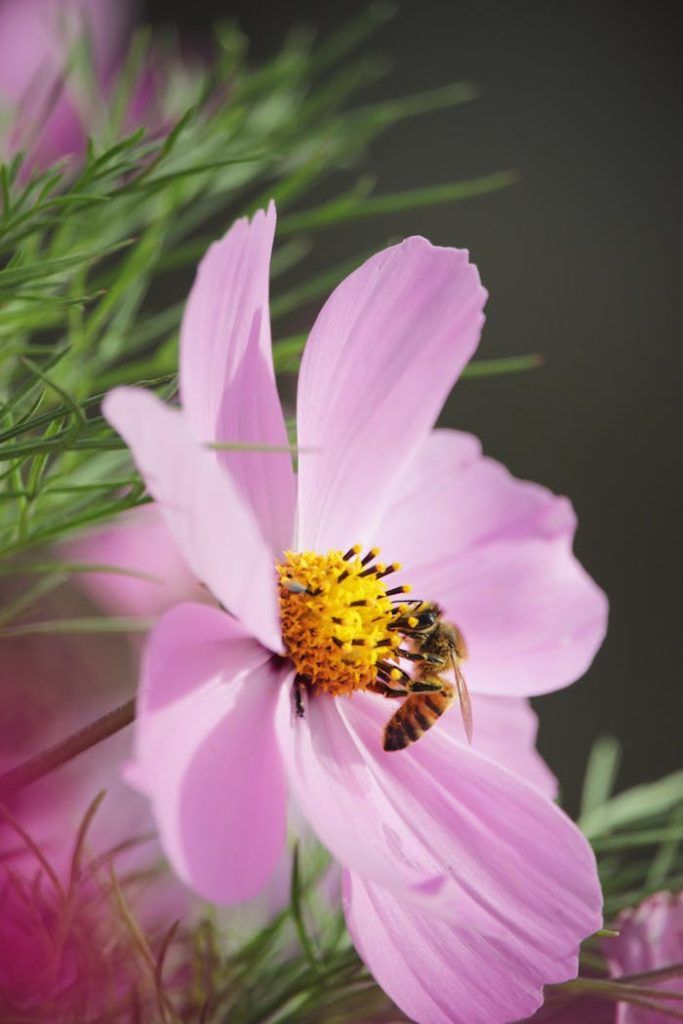 Close-up of a bee pollinating a vibrant pink cosmos flower outdoors.