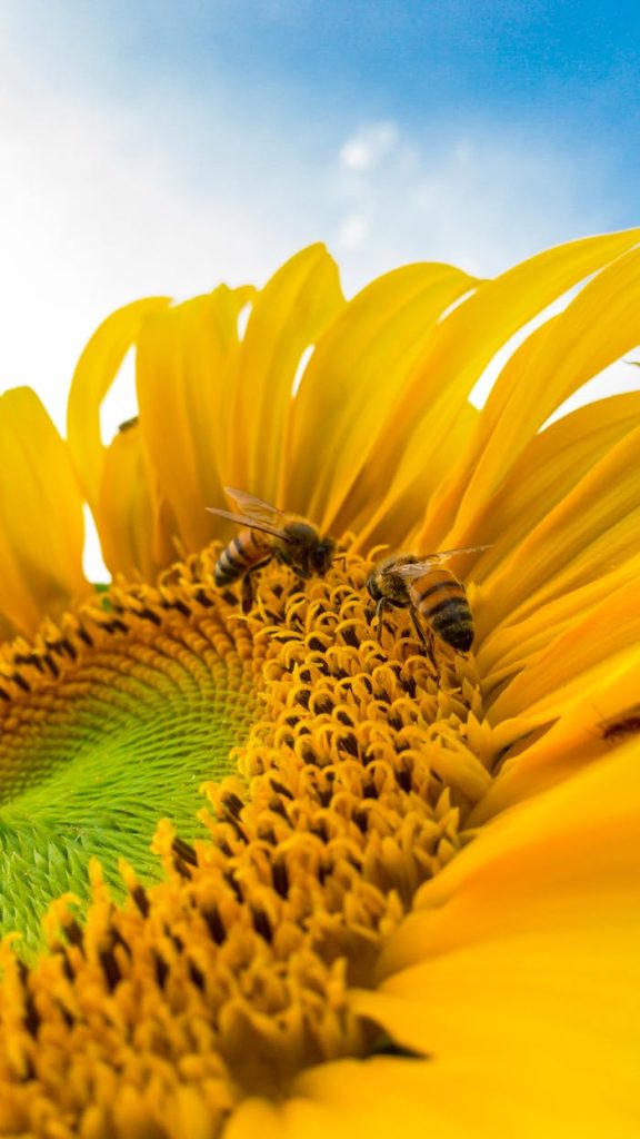 Vibrant close-up of a sunflower being pollinated by bees against a clear blue sky.